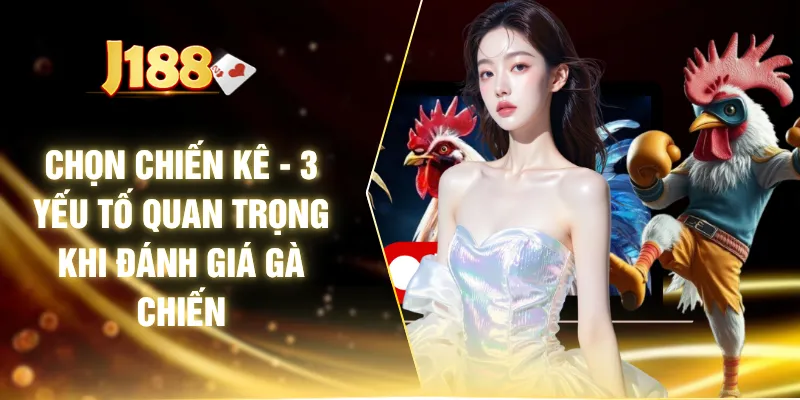 Chọn Chiến Kê - 3 Yếu Tố Quan Trọng Khi Đánh Giá Gà Chiến